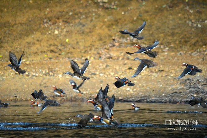 進(jìn)入初冬，大批野生鴛鴦陸續(xù)飛抵江西婺源縣賦春鎮(zhèn)鴛鴦湖越冬，小精靈們在湖面上或相互依偎、卿卿我我；或隨波逐流、嬉戲打鬧，悠閑自在生活在青山綠水之間，優(yōu)良的水域和豐富的湖畔闊葉林，為鴛鴦過冬提供良好生存環(huán)境，婺源鴛鴦湖已成為亞洲最大的野生鴛鴦越冬棲息地。（攝于12月4日下午）